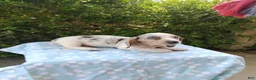 Miniature Dachshund dogs for sale: Jasper - Ad 3