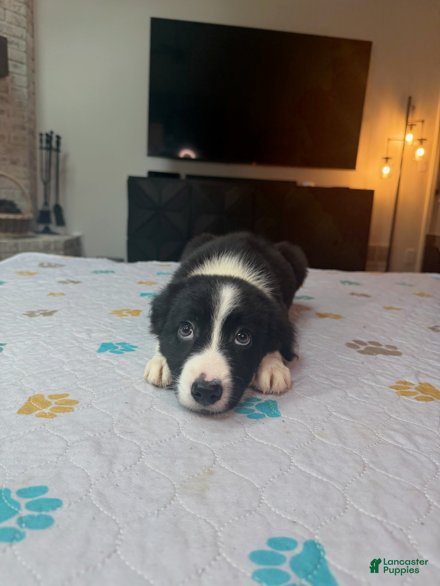 Border Collie dogs Shandy - Ad 1
