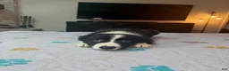 Border Collie dogs for sale: Shandy - Ad 1