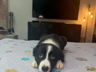 Border Collie dogs Shandy - Ad 4