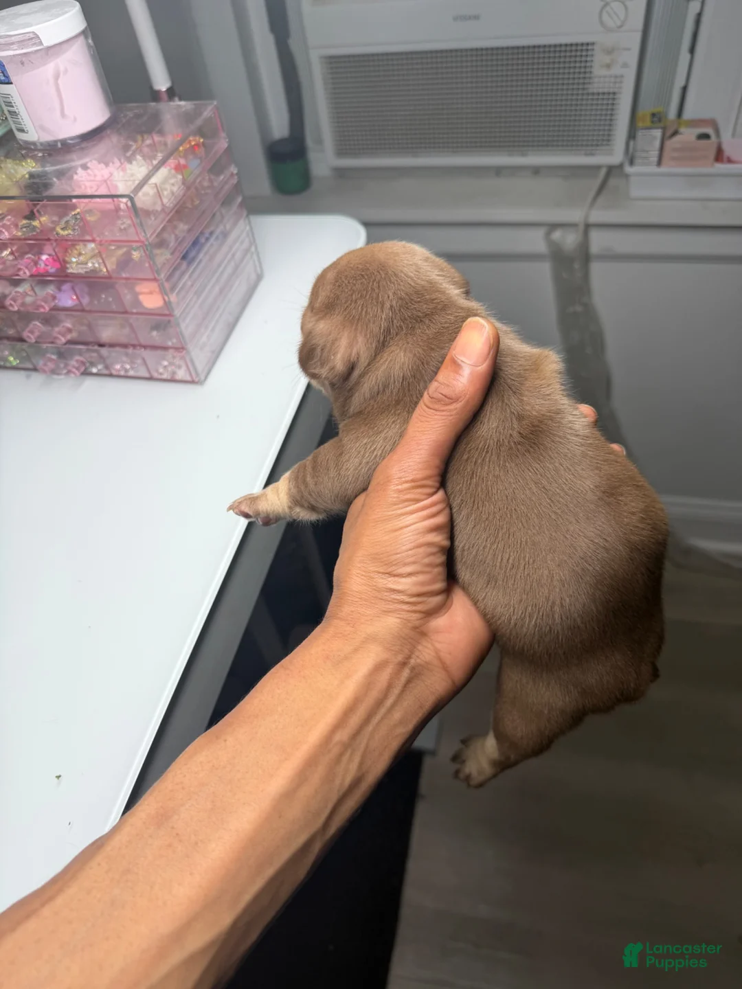 French Bulldog dogs for sale: French Bulldog 3 - Ad 2
