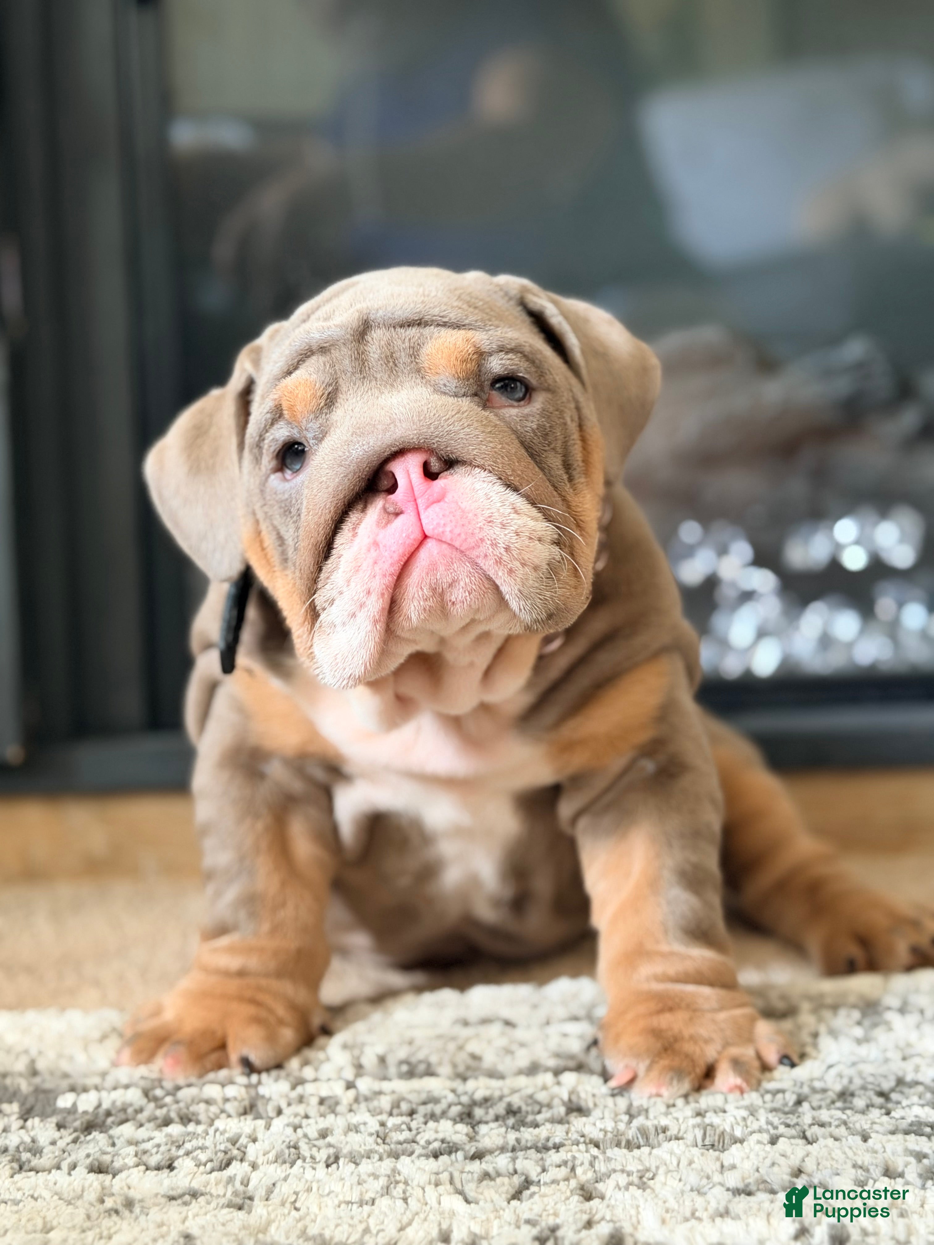 English Bulldog dogs for sale: Jelly  - Ad 1