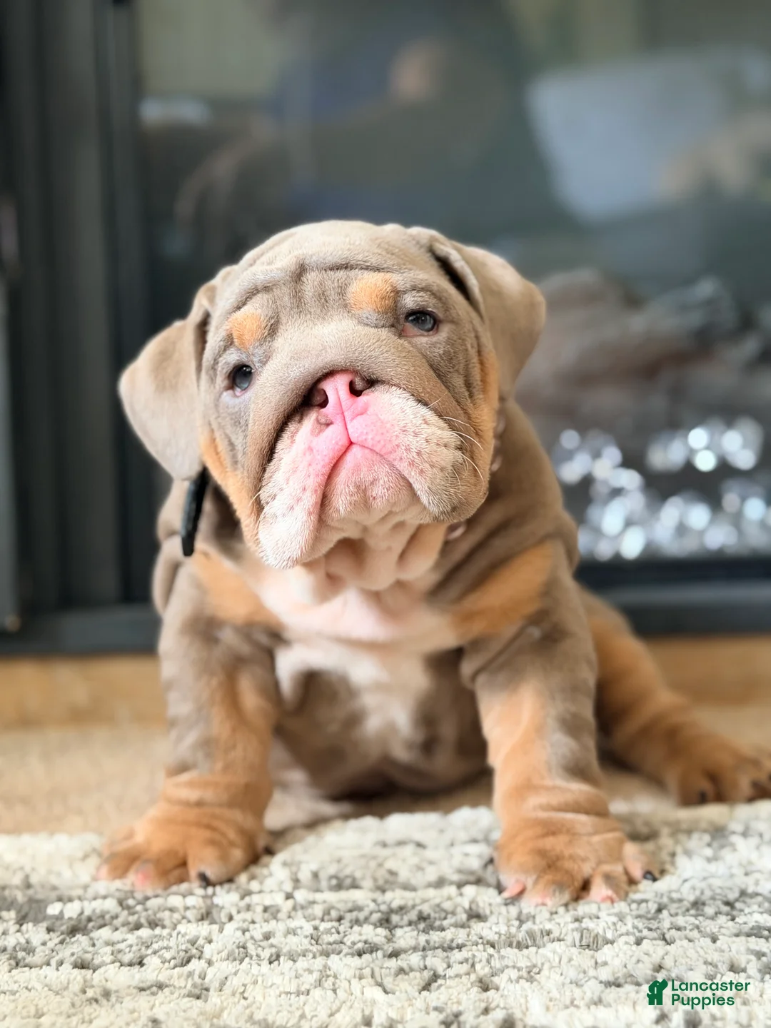 English Bulldog dogs for sale: Jelly  - Ad 1