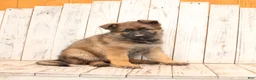 German Shepherd dogs for sale: Daisy - Ad 1