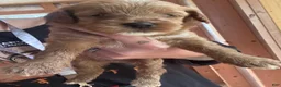 Cavapoo dogs for sale: Cavapoo 2 - Ad 5