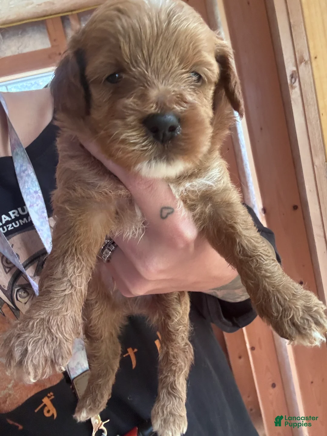 Cavapoo dogs for sale: Cavapoo 2 - Ad 5