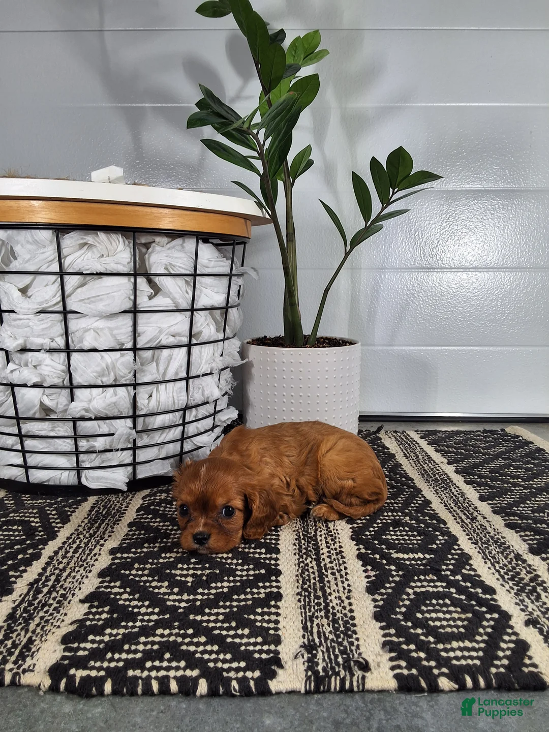 Cavalier King Charles Spaniel dogs for sale: Cavalier King Charles Spaniel Puppy 5 - Ad 2