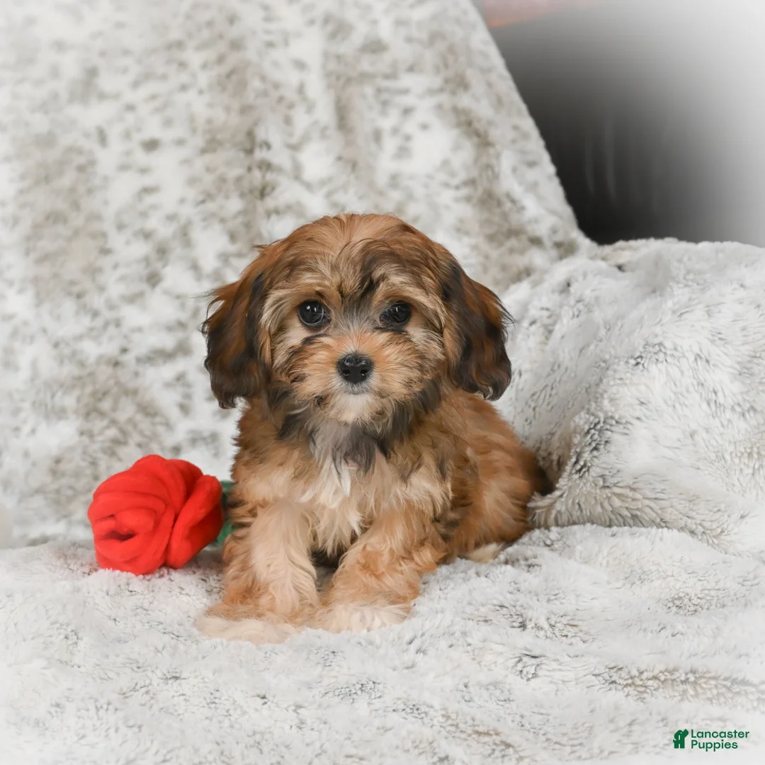 Havanese dogs for sale: Holly - Ad 9