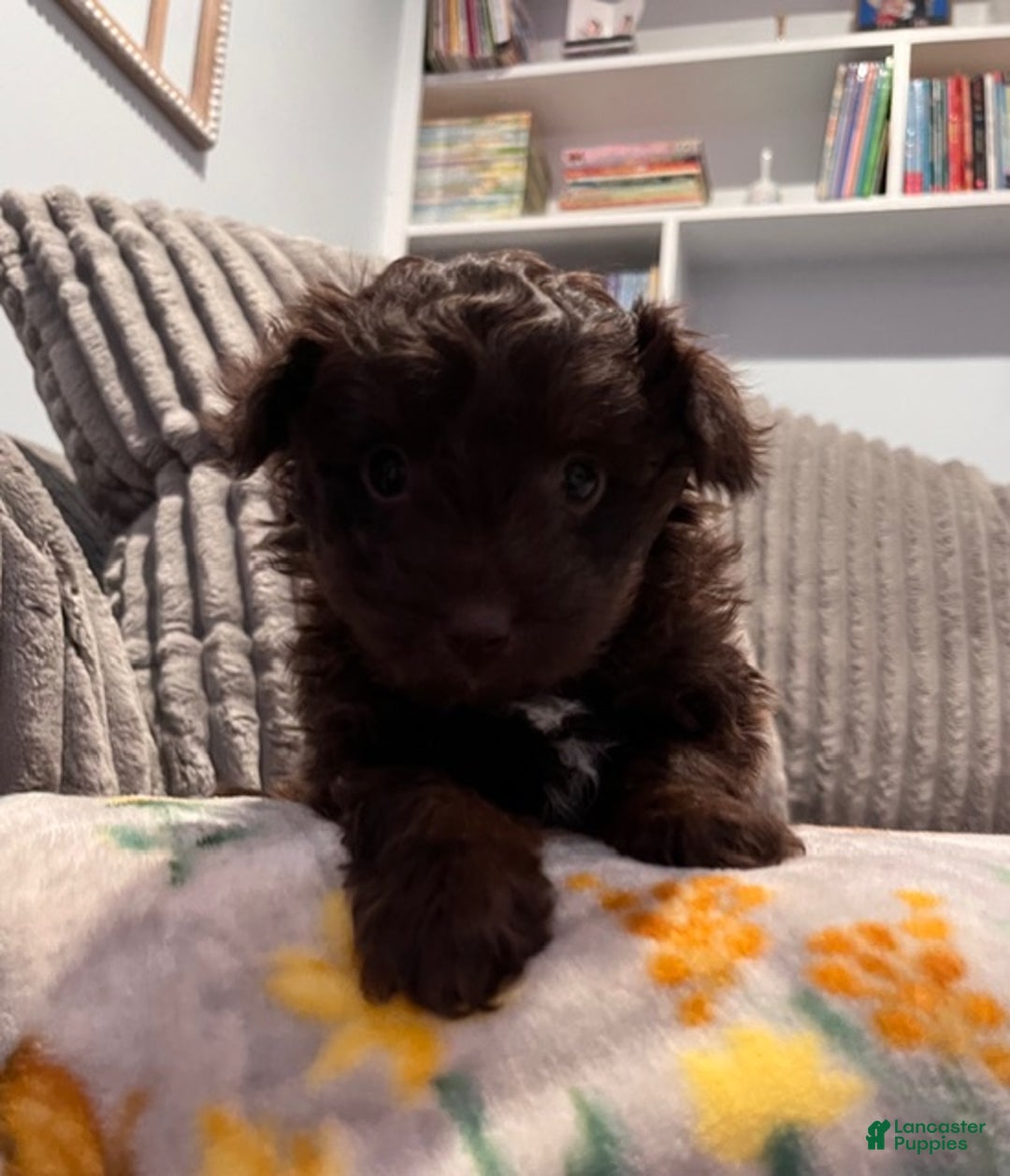 Pomapoo dogs for sale: Clarice - Ad 5