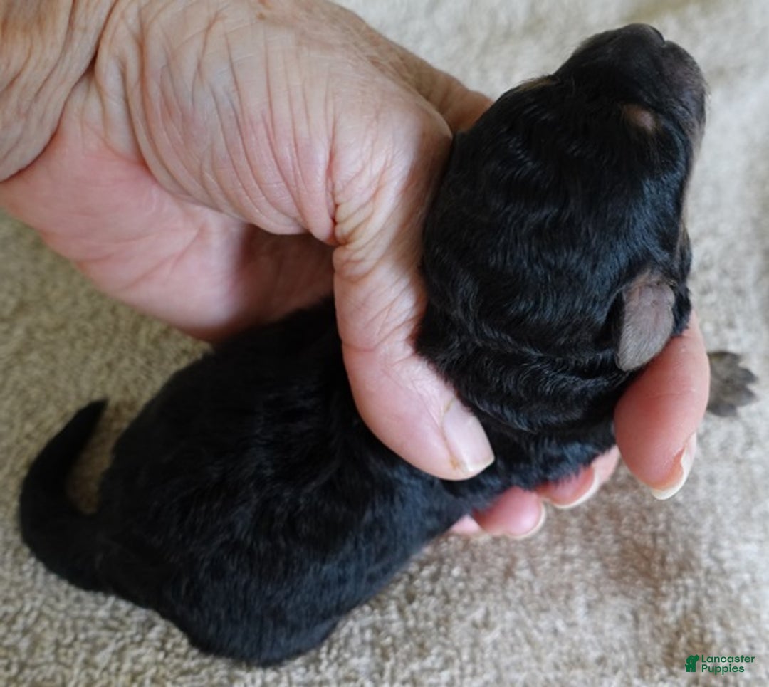 Maltipoo dogs for sale: Aurora - Ad 6