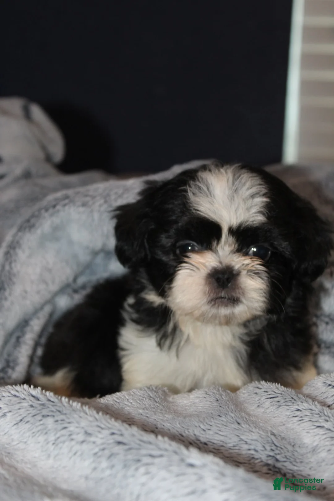 Shih Tzu dogs for sale: Simon - Ad 4