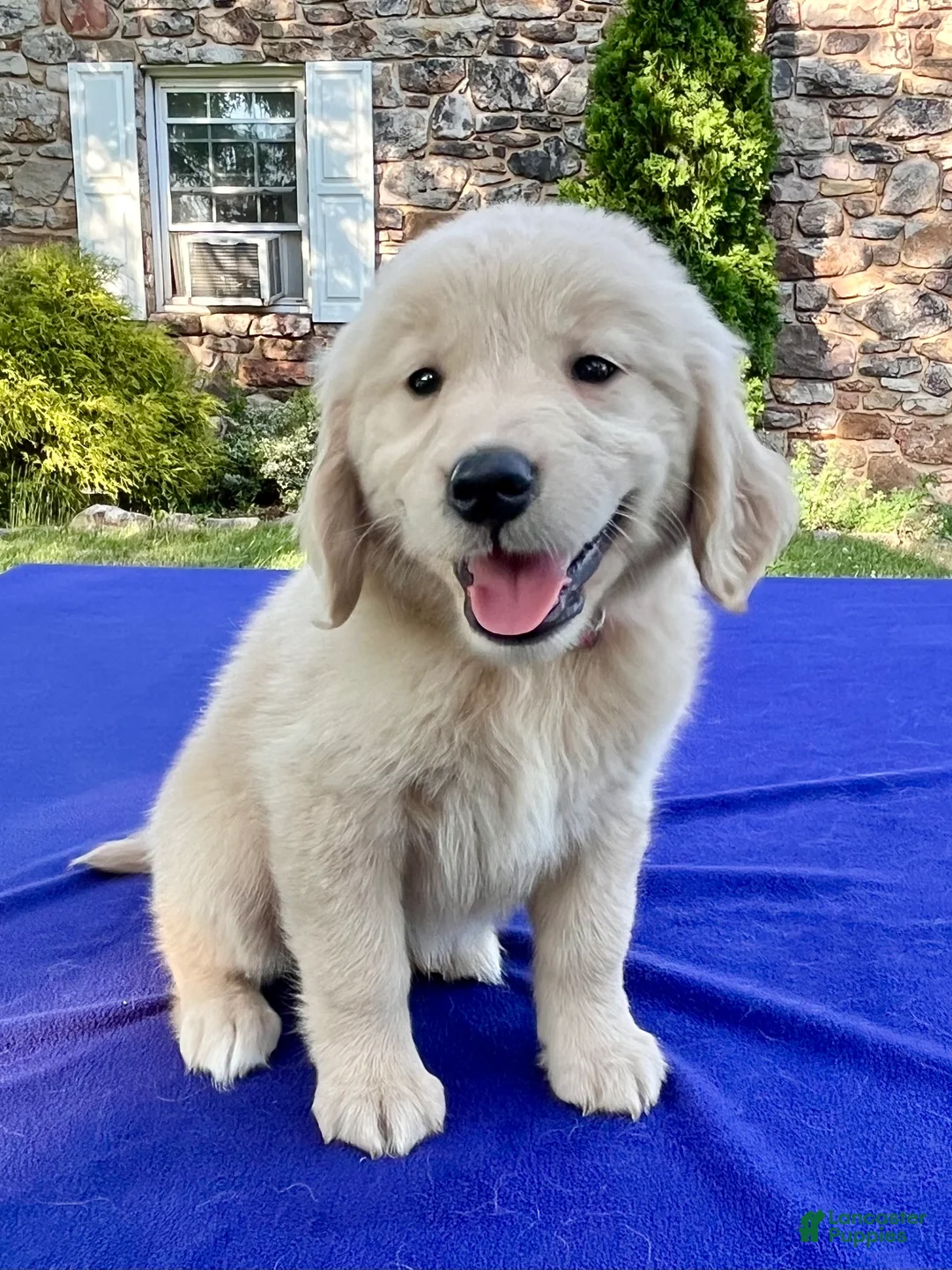 Golden Retriever dogs for sale: Cupcake - Ad 1