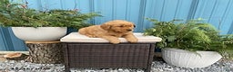 Golden Retriever dogs for sale: Carla - Ad 4