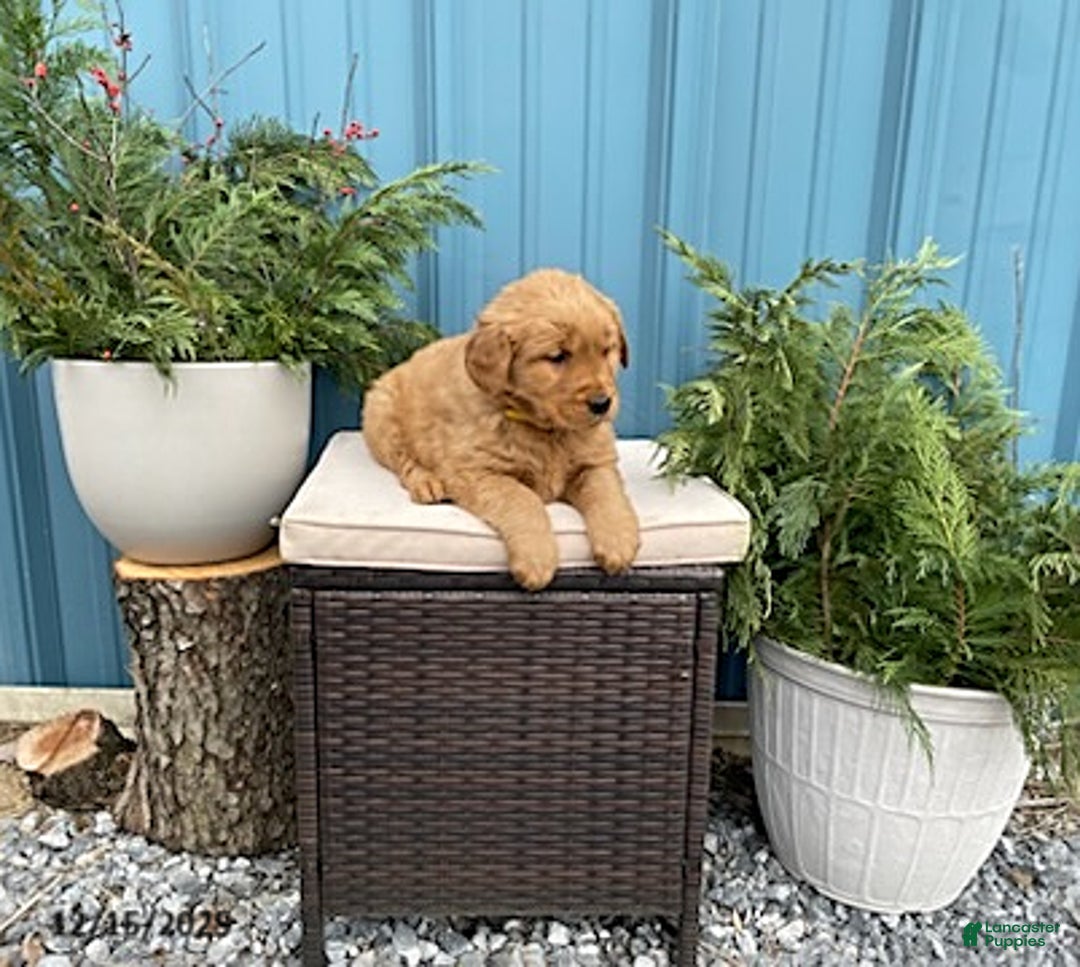 Golden Retriever dogs for sale: Carla - Ad 4