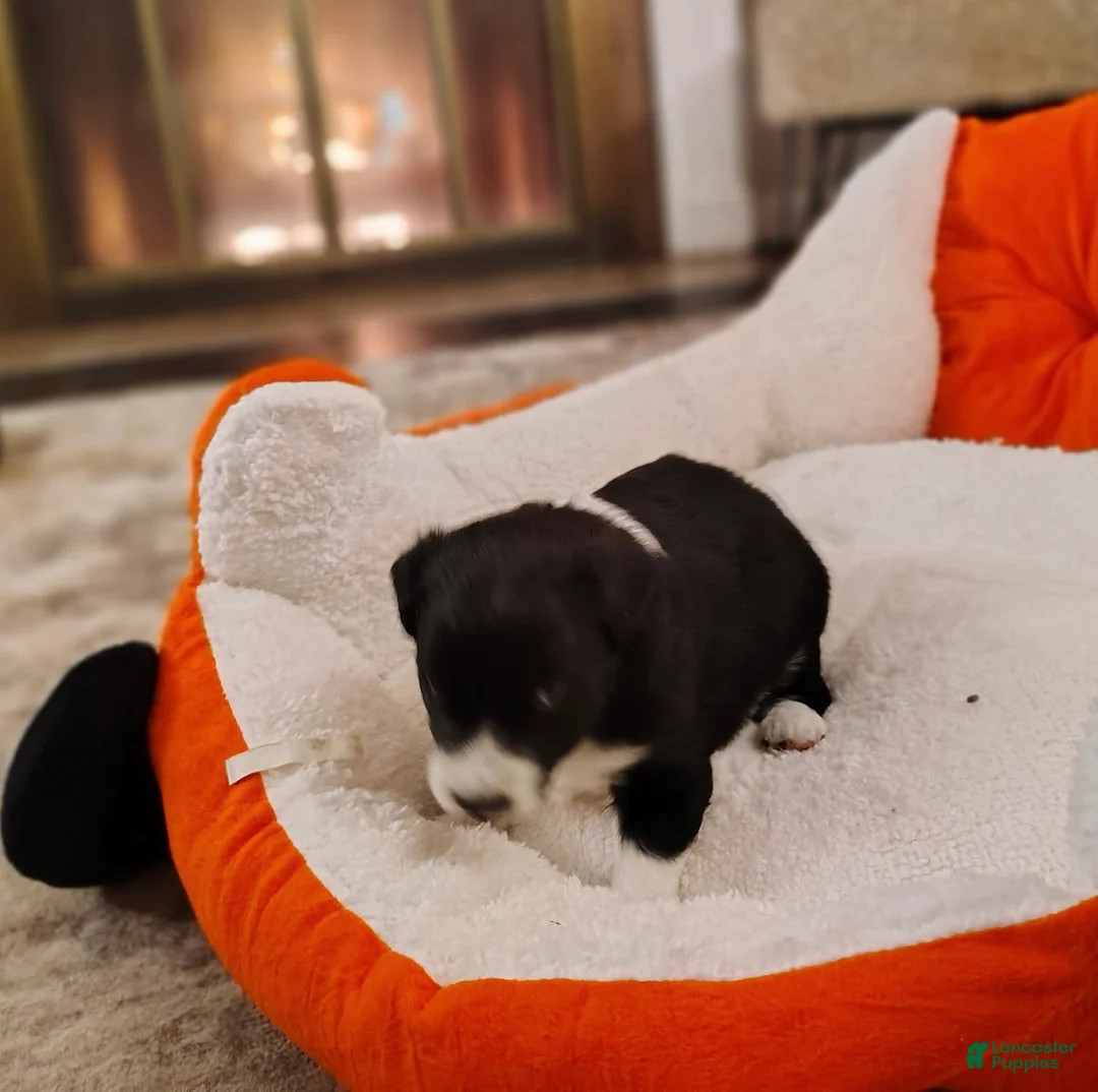 Aussiedoodle dogs for sale: Aussiedoodle Puppy 3 - Ad 3