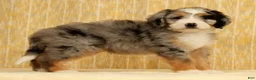 Mini Bernedoodle dogs for sale: Ollie - Ad 4