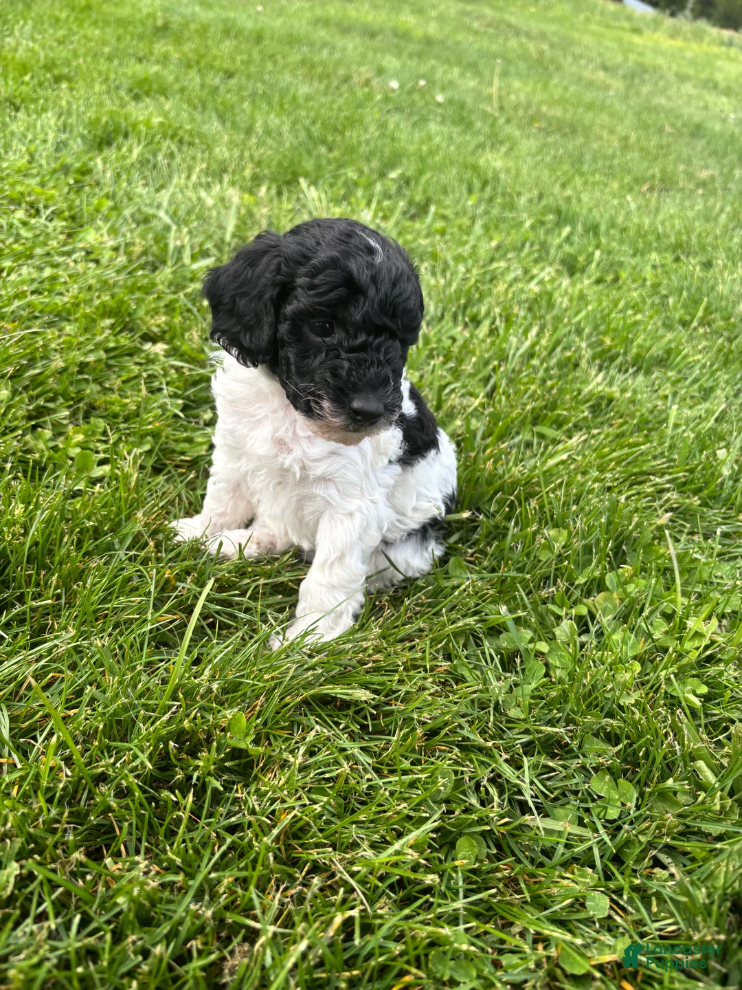 Miniature Poodle dogs for sale: Patches - Ad 2