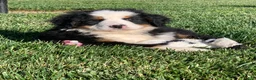 Bernese Mountain Dog dogs for sale: Alaska  - Ad 8