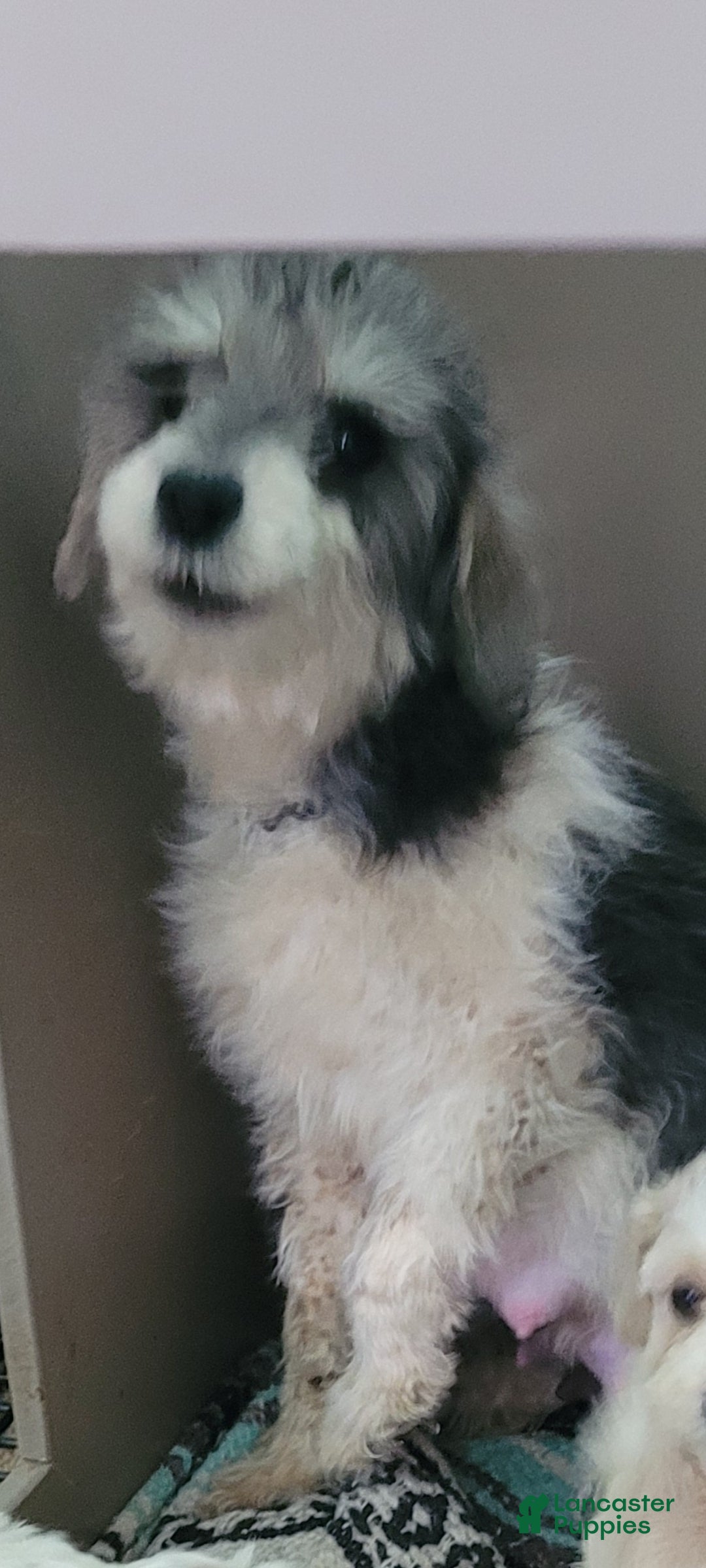Schnoodle dogs for sale: Schnoodle Puppy 1 - Ad 5
