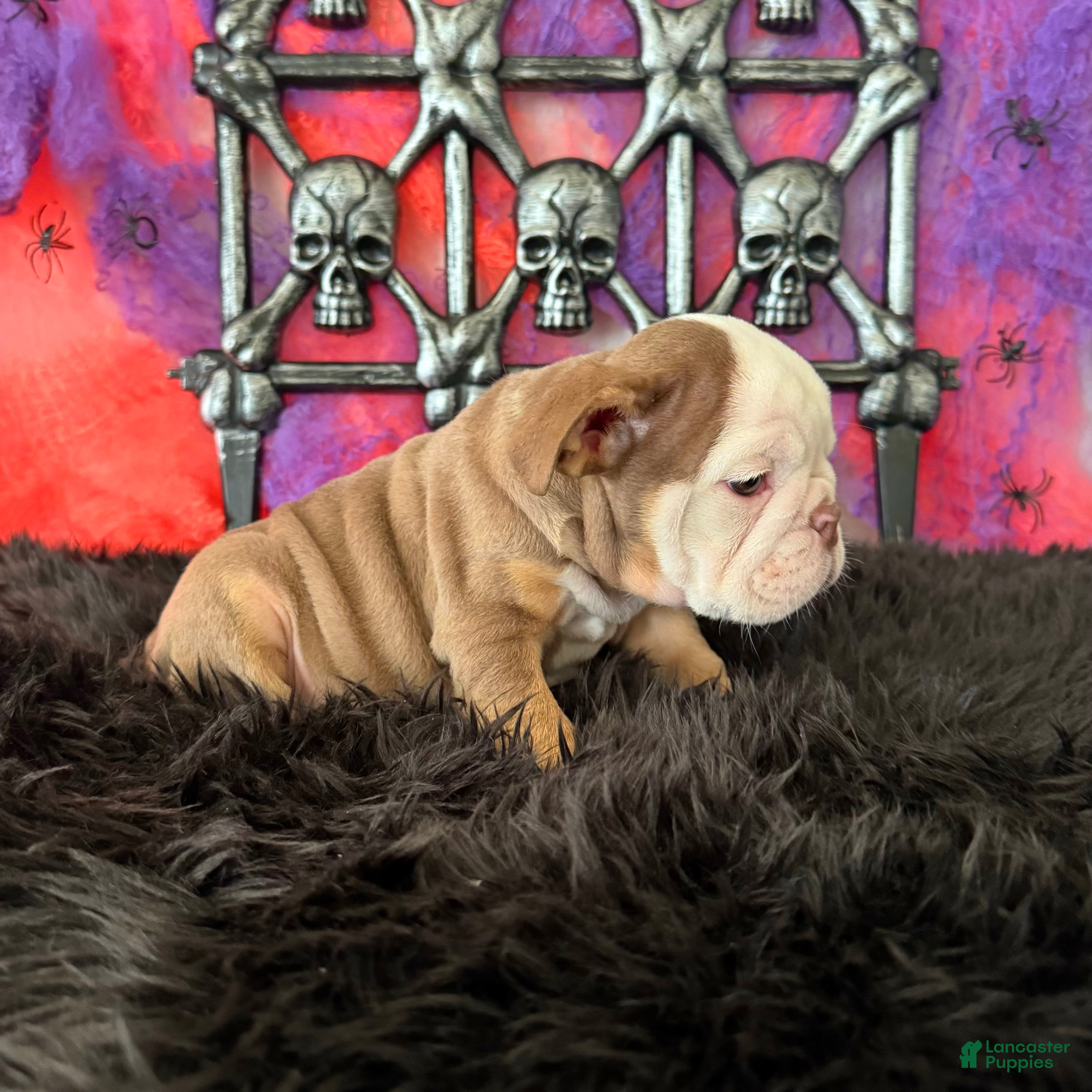 English Bulldog dogs for sale: Bonno - Ad 2