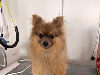 Pomeranian dogs - Ad 12