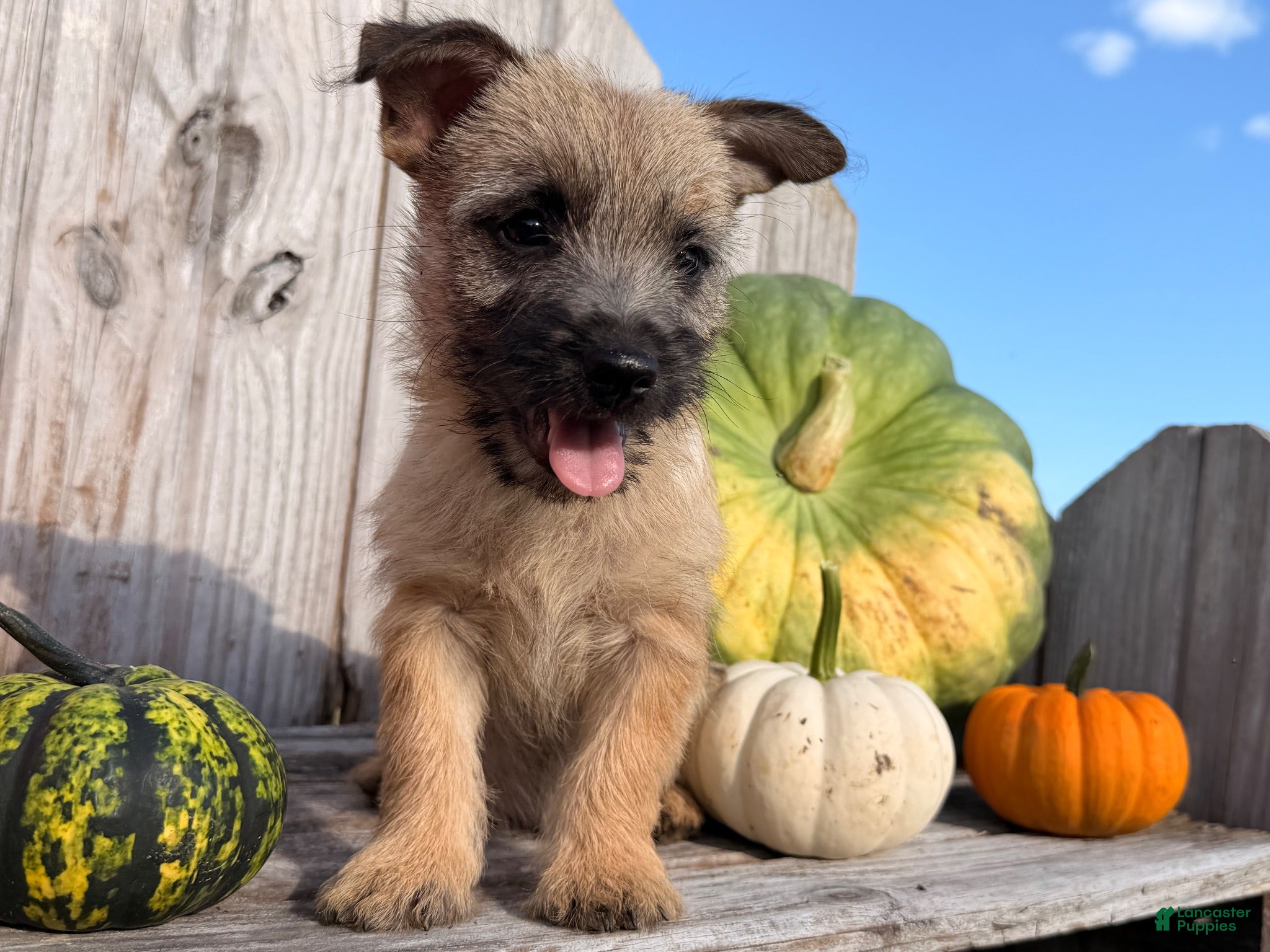 Cairn Terrier dogs Johnny  - Ad 1
