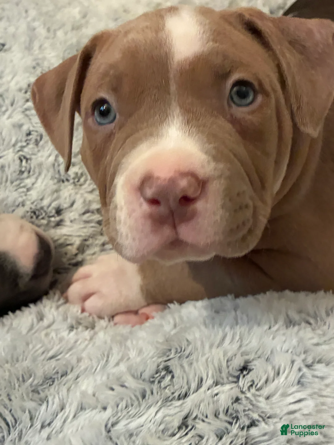 American Bully dogs for sale: Tootsi - Ad 1