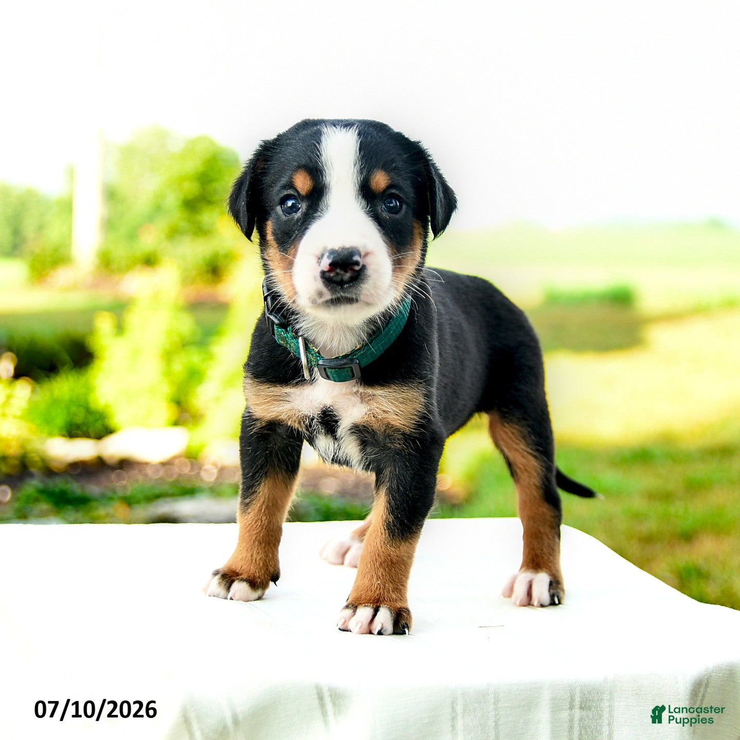 Greater Swiss Mountain Dog dogs Andreas - Ad 2