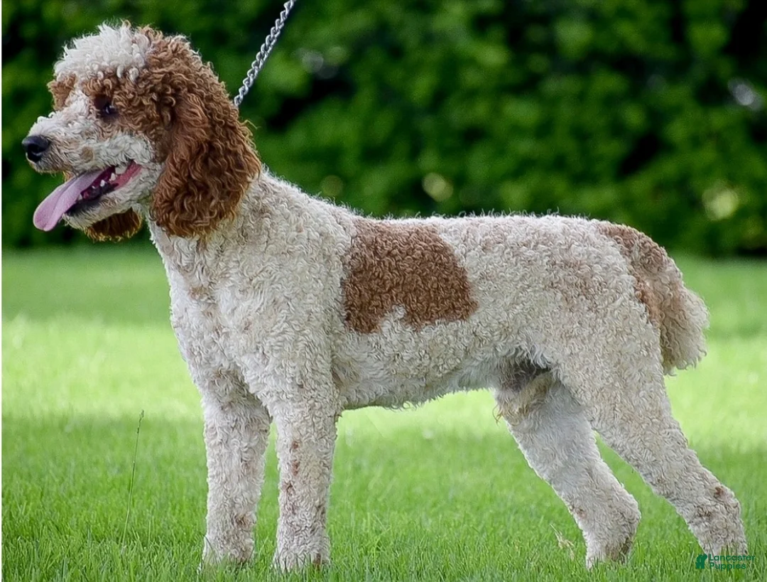 Goldendoodle dogs for sale: Daffodil - Ad 11