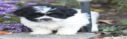 Teddy Bear dogs for sale: Amy - Ad 5