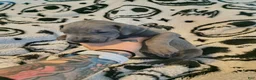 Great Dane dogs for sale: Diva  - Ad 2