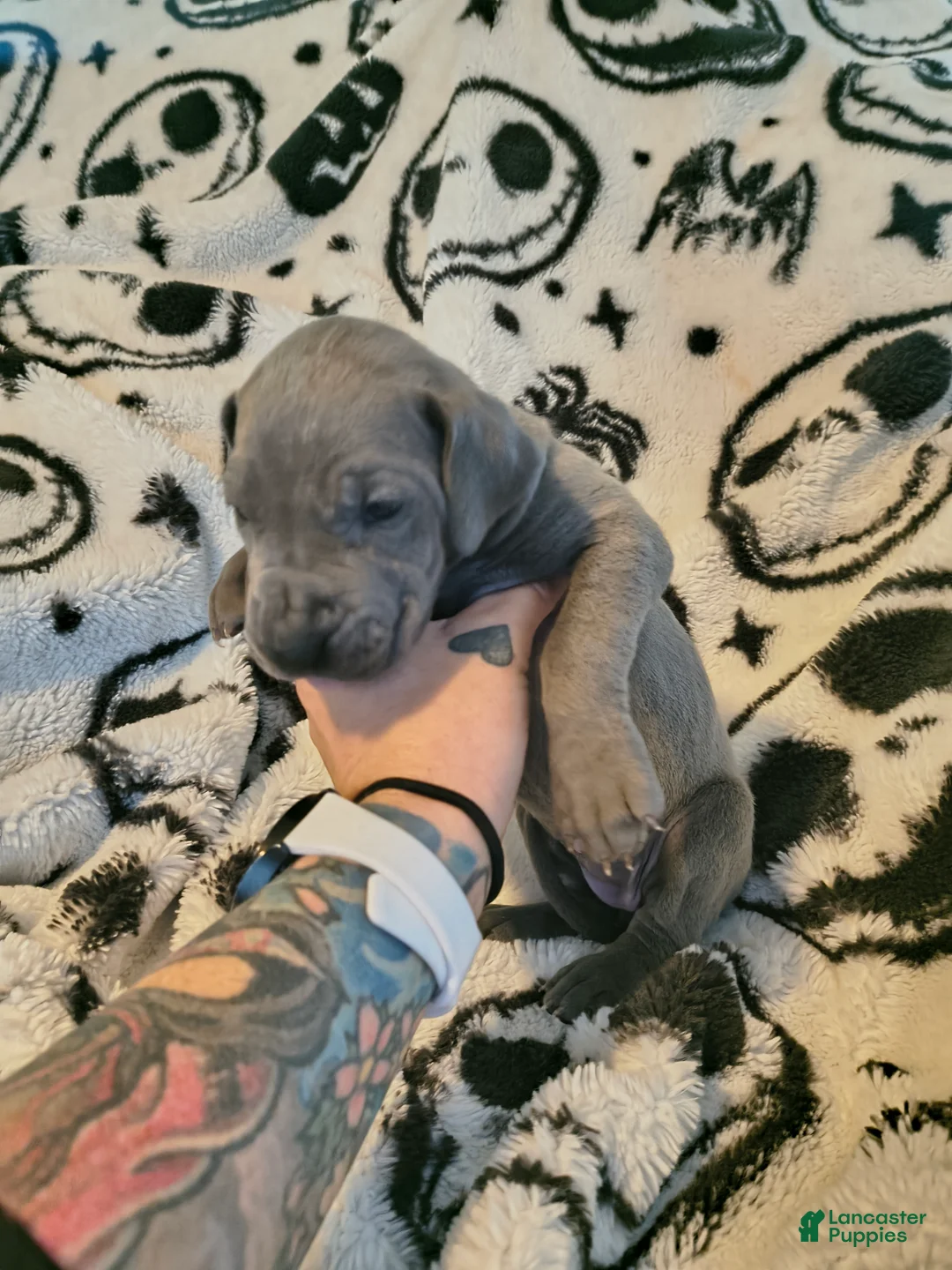 Great Dane dogs for sale: Diva  - Ad 2
