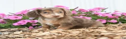 Miniature Dachshund dogs for sale: Rover - Ad 5
