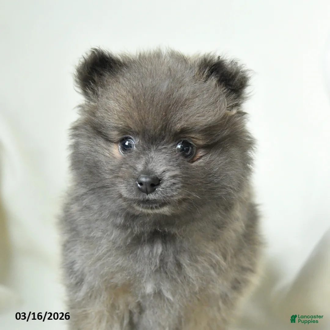 Pomeranian dogs for sale: Kyla - Ad 2