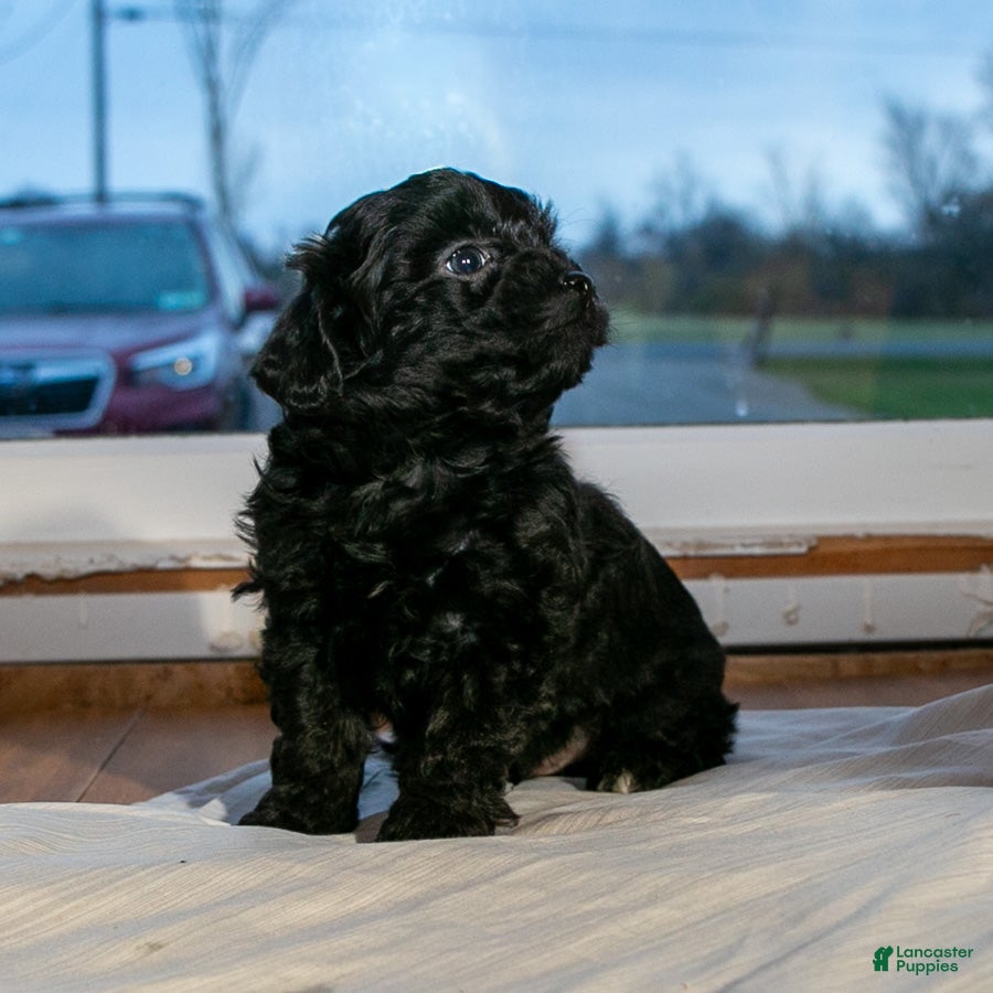 Mixed Breed dogs for sale: Davey male Shorkie Poo - Ad 1