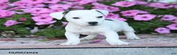 Jack Russell Terrier dogs for sale: Theodore - Ad 5