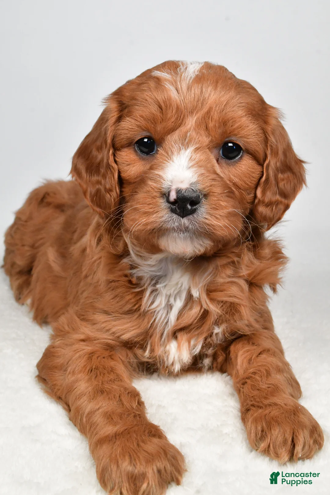 Mini Goldendoodle dogs for sale: Buttercup - Ad 8