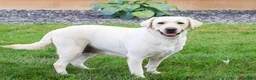 Labrador Retriever dogs for sale: Captain  - Ad 7