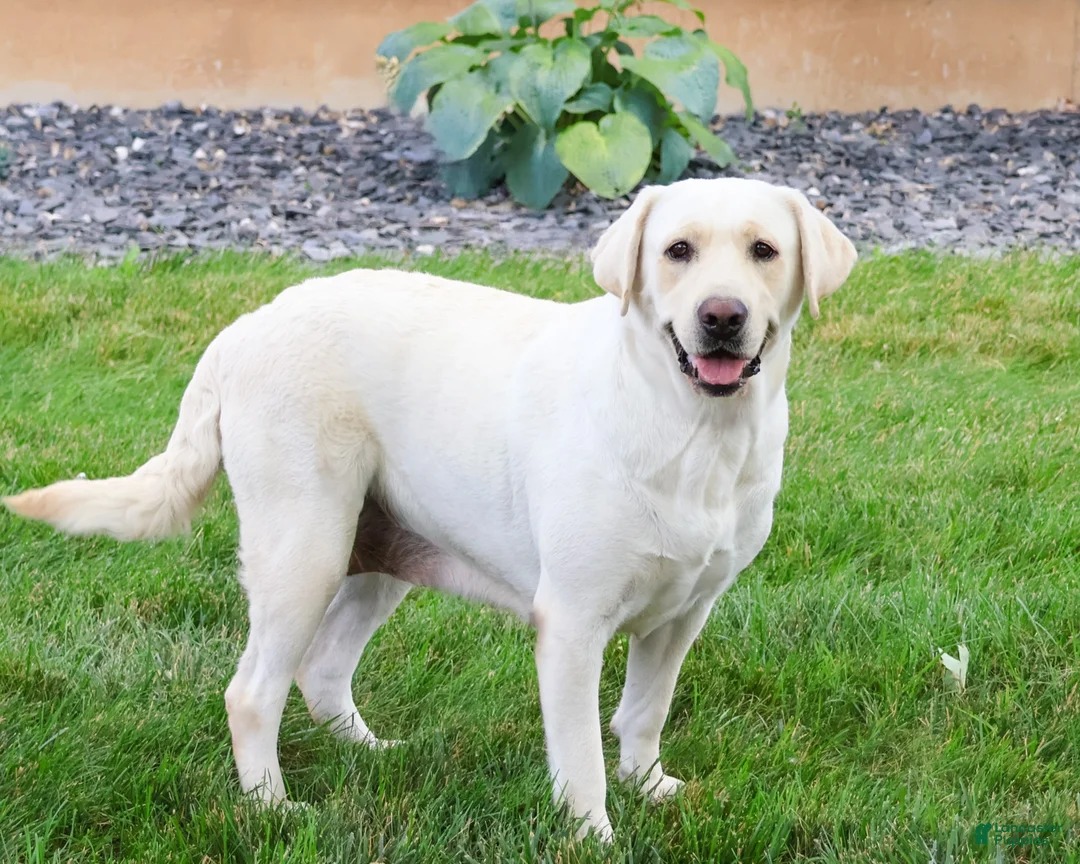 Labrador Retriever dogs for sale: Magneto - Ad 2