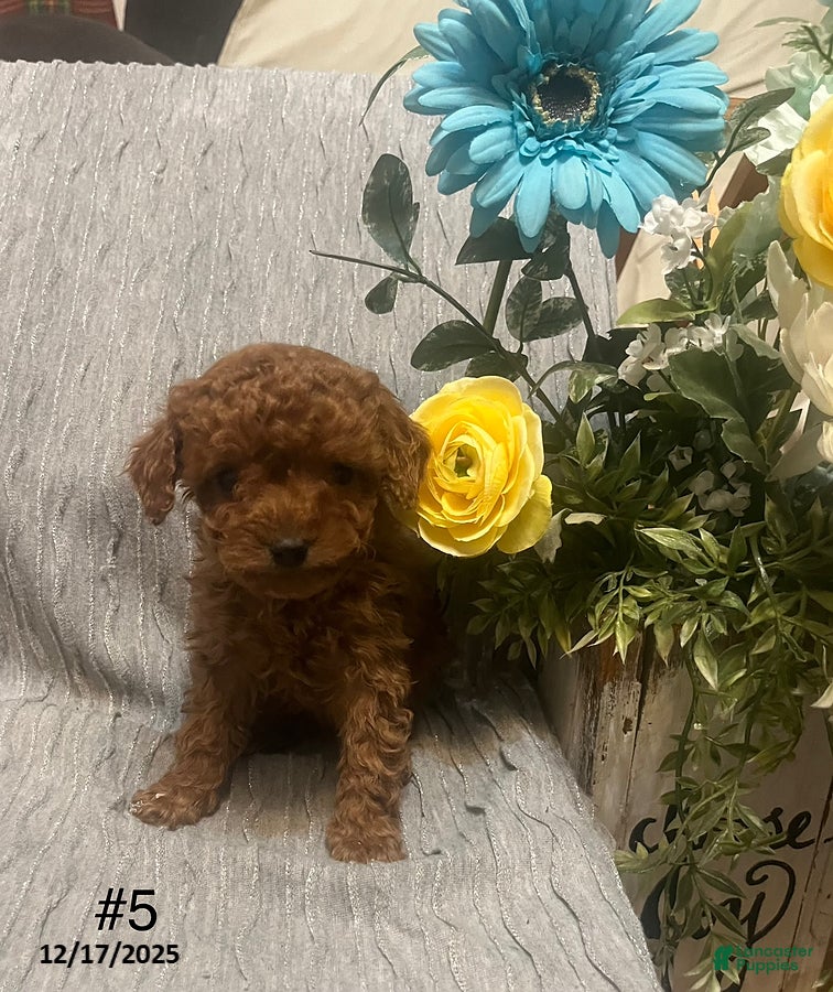 Miniature Poodle dogs Missy - Ad 16