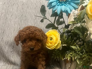 Miniature Poodle dogs Missy - Ad 16
