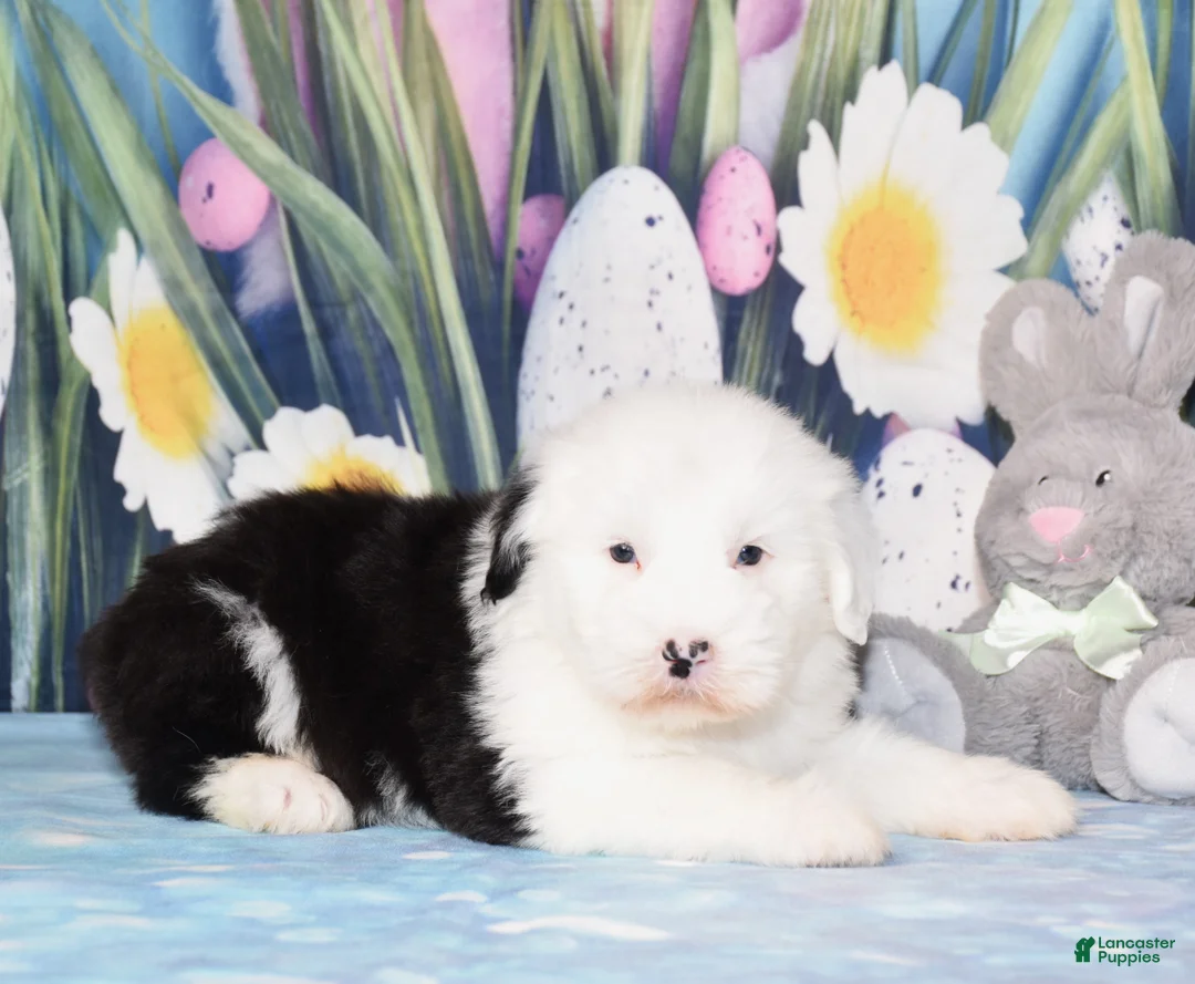 Old English Sheepdog dogs for sale: Tyla - Ad 2