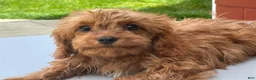 Cavapoo dogs for sale: Ernie - Ad 1