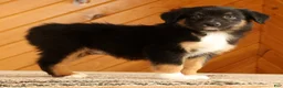 Australian Shepherd dogs for sale: Ben - Ad 3