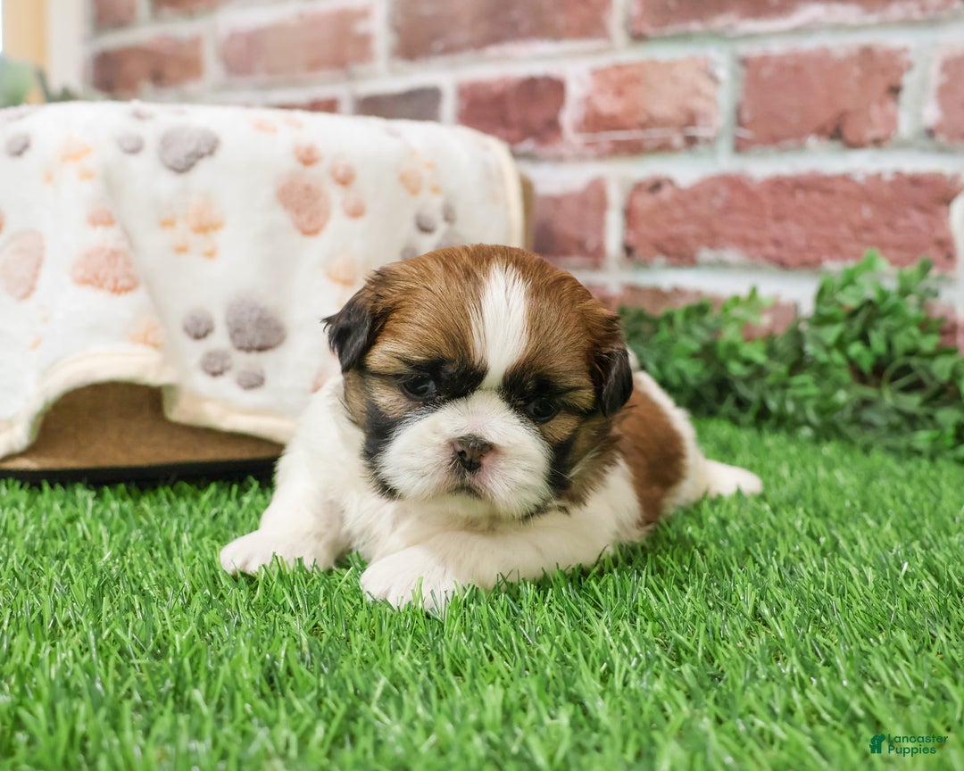 Shih Tzu dogs for sale: John - Ad 4