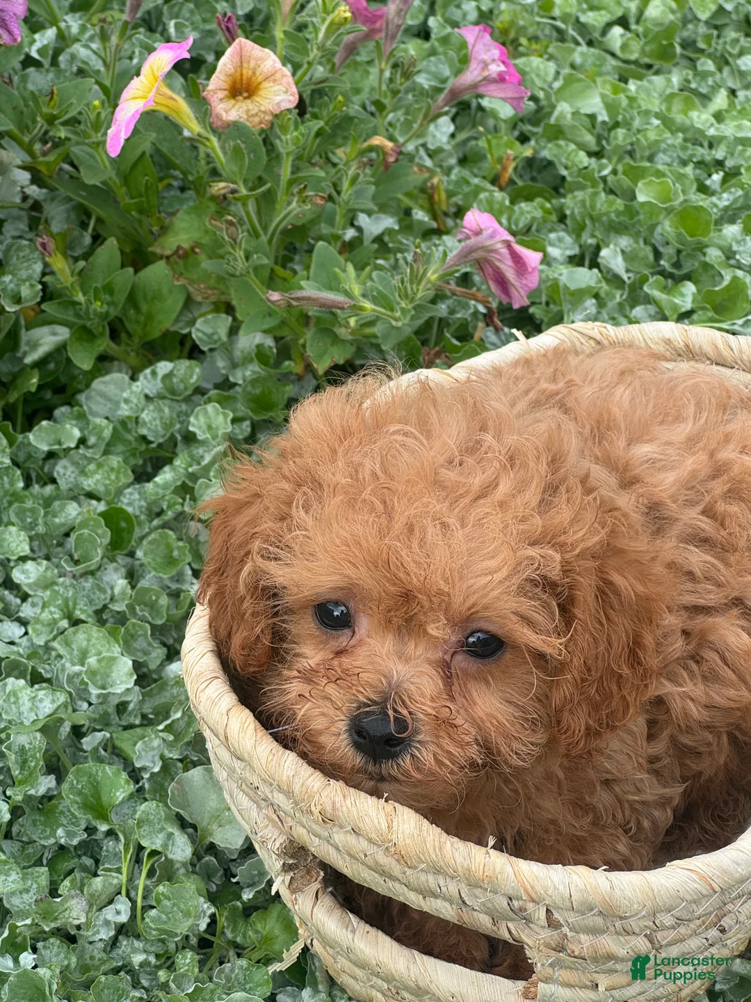 Toy Poodle dogs for sale: Paddy  - Ad 2