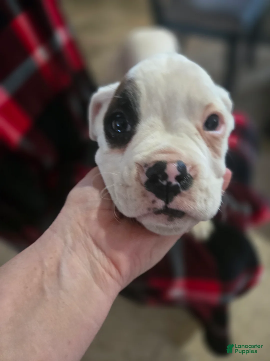 Boxer dogs for sale: Jimmy - Ad 3