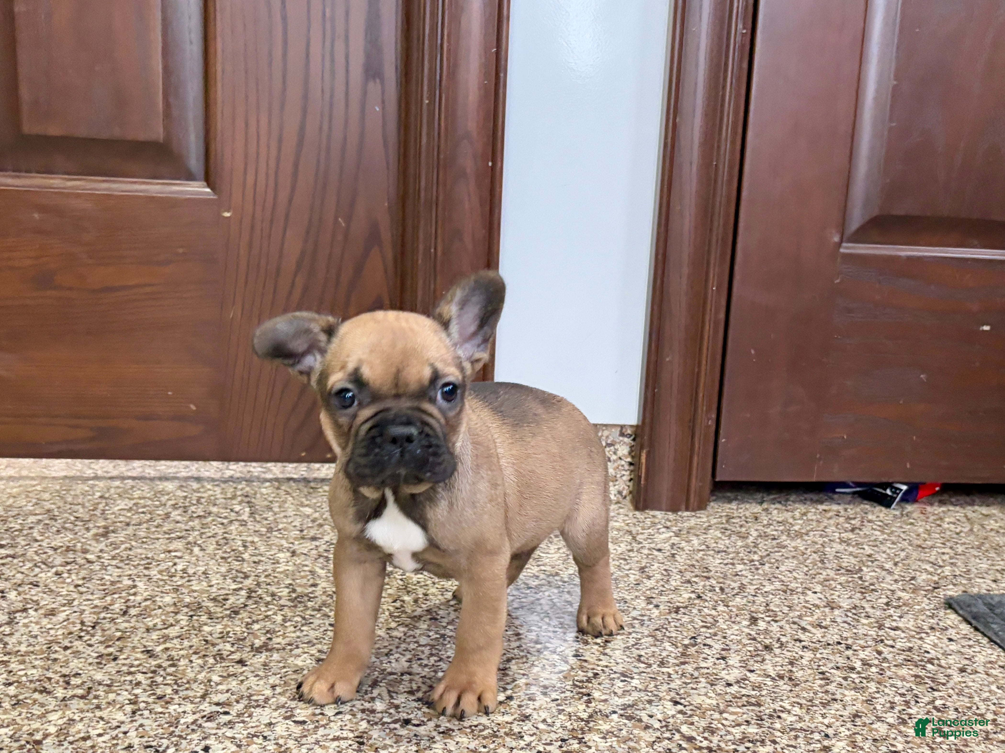 French Bulldog dogs French Bulldog Puppy 4 - Ad 2