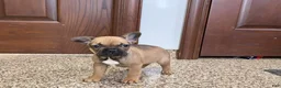 French Bulldog dogs for sale: French Bulldog Puppy 4 - Ad 2