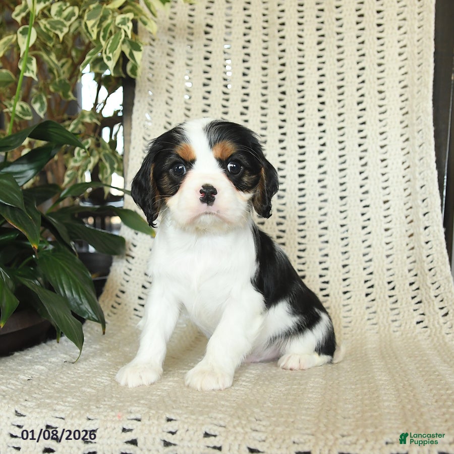 Cavalier King Charles Spaniel dogs for sale: Champ   - Ad 4